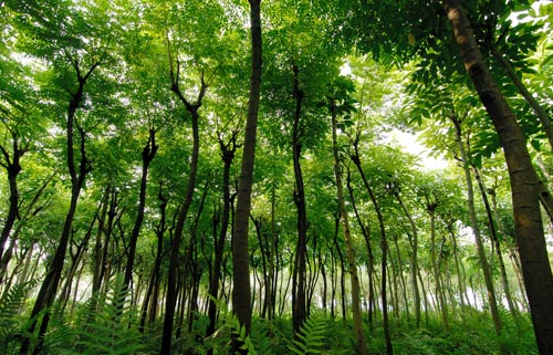 葡萄牙被誉“天然氧吧”？只因全民爱树