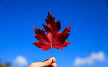「加拿大移民」境外签证6月9日之后开启，目前这些申请不受影响！
